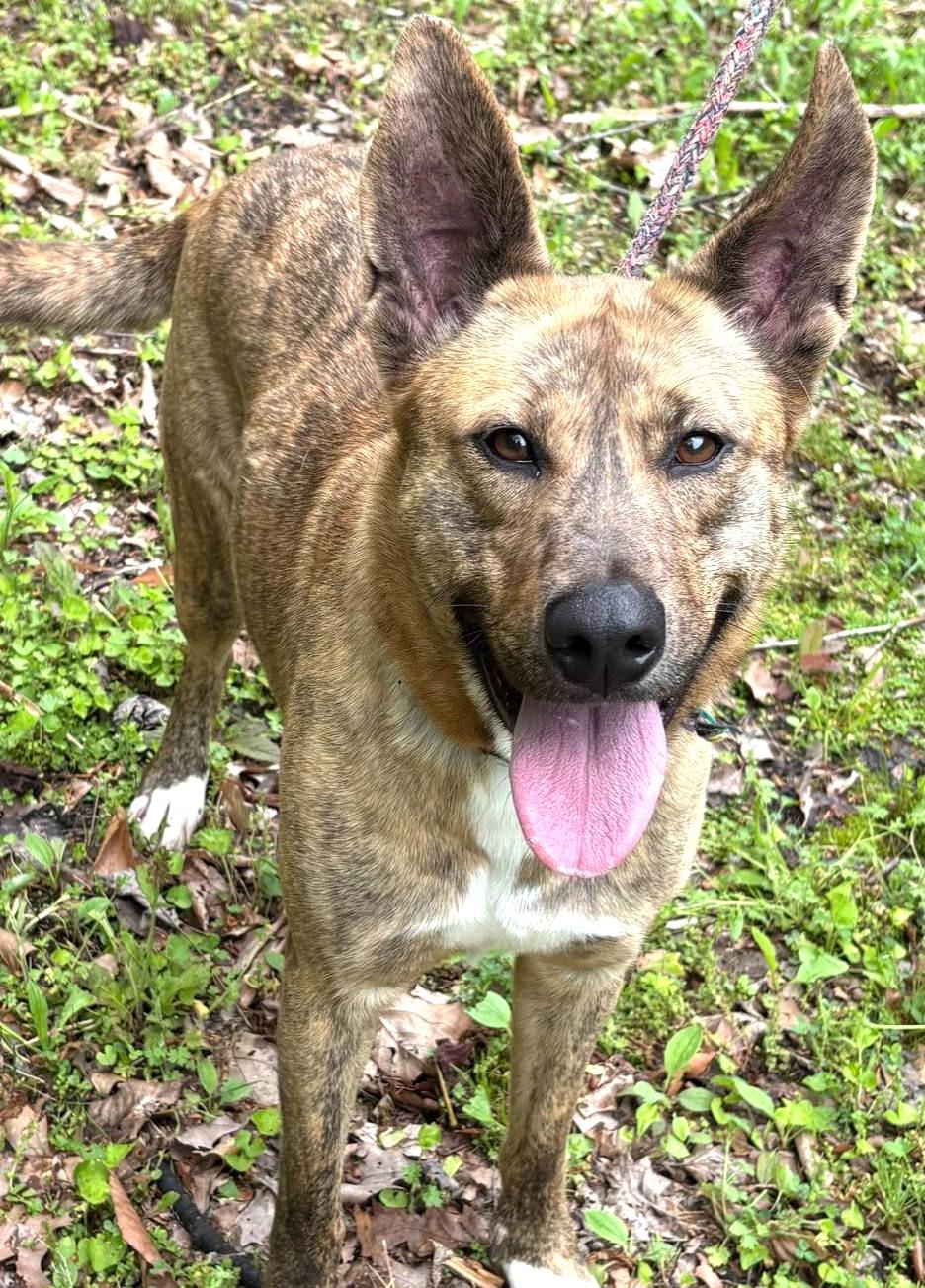 Diamond-Available 7/26! www.lhar.dog to apply! photo 3