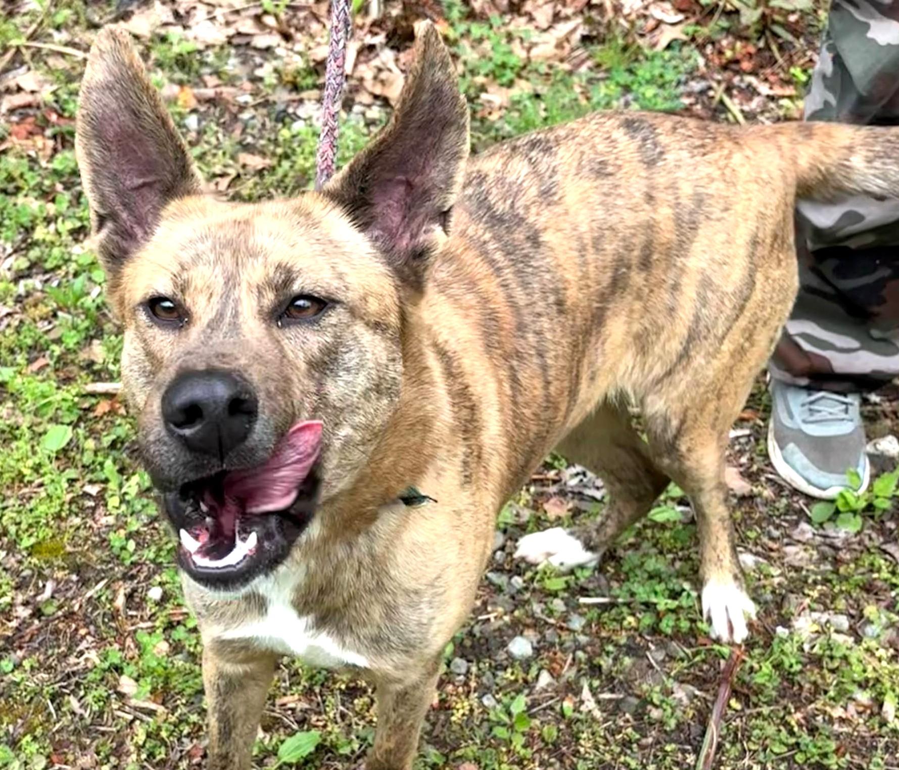 Diamond-Available 7/26! www.lhar.dog to apply! photo 5