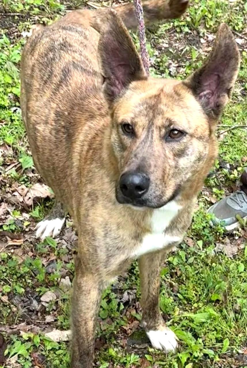 Diamond-Available 7/26! www.lhar.dog to apply! photo 6