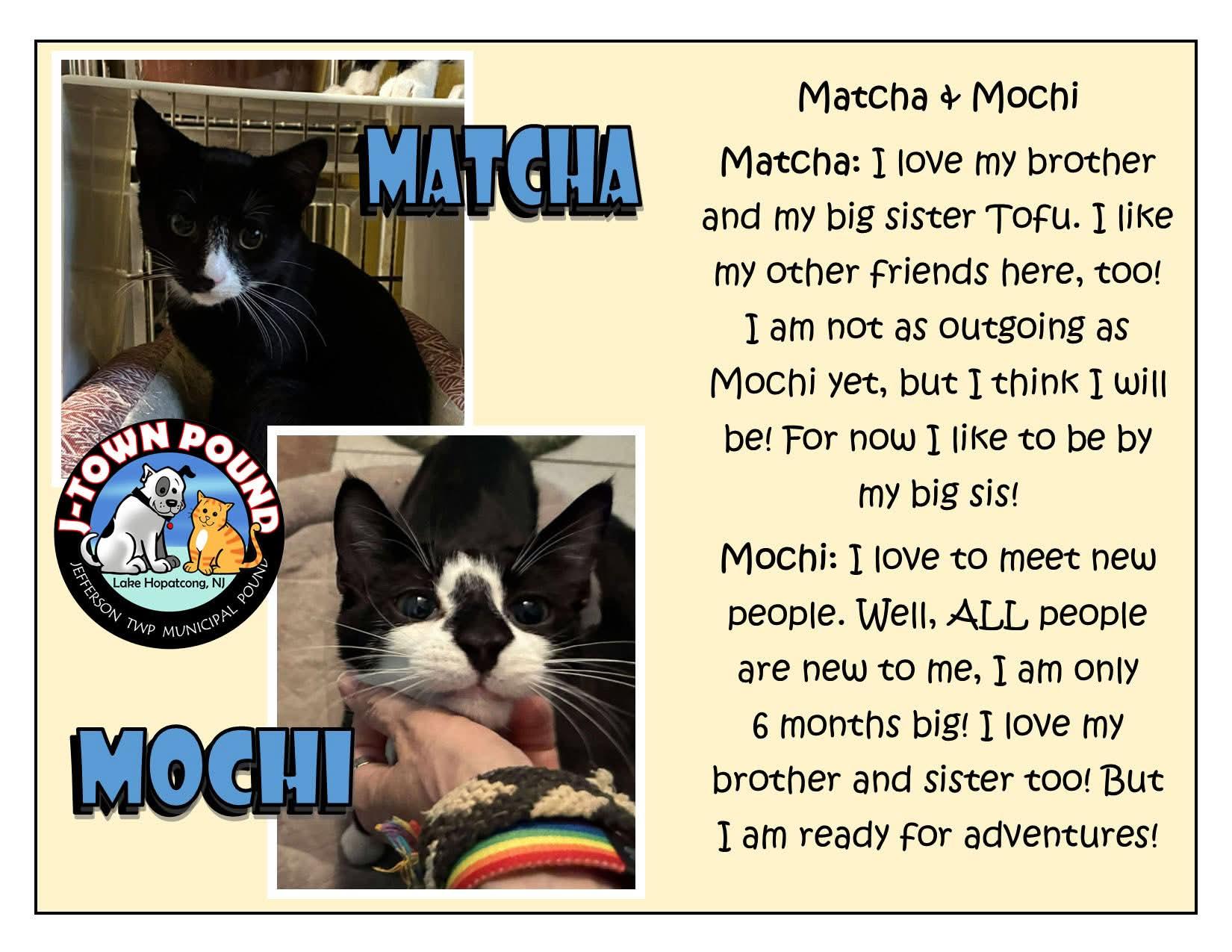 Tofu & Matcha, a Adoptable Domestic Short Hair in Lake Hopatcong, NJ image 2/5