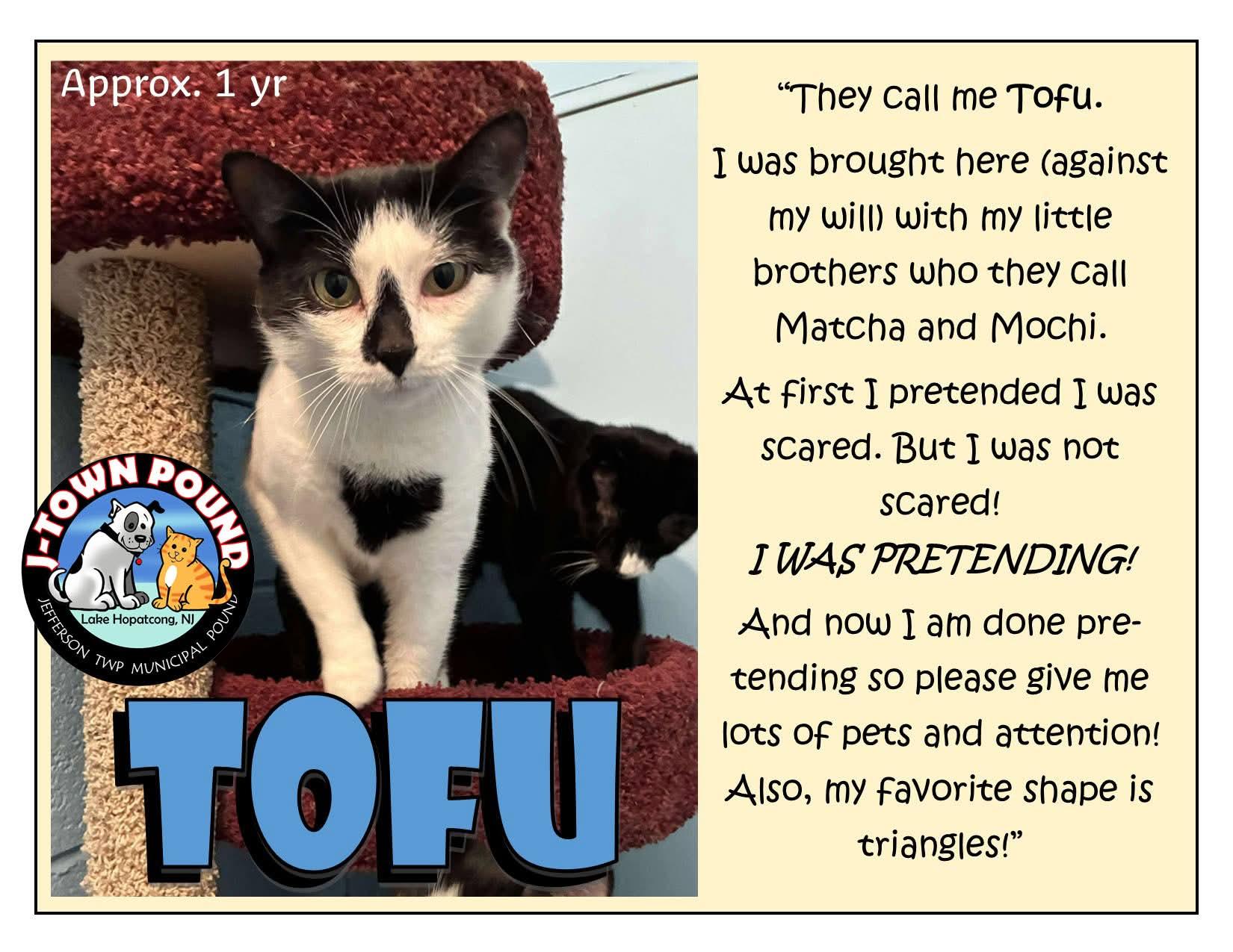 Tofu & Matcha, a Adoptable Domestic Short Hair in Lake Hopatcong, NJ image 3/5
