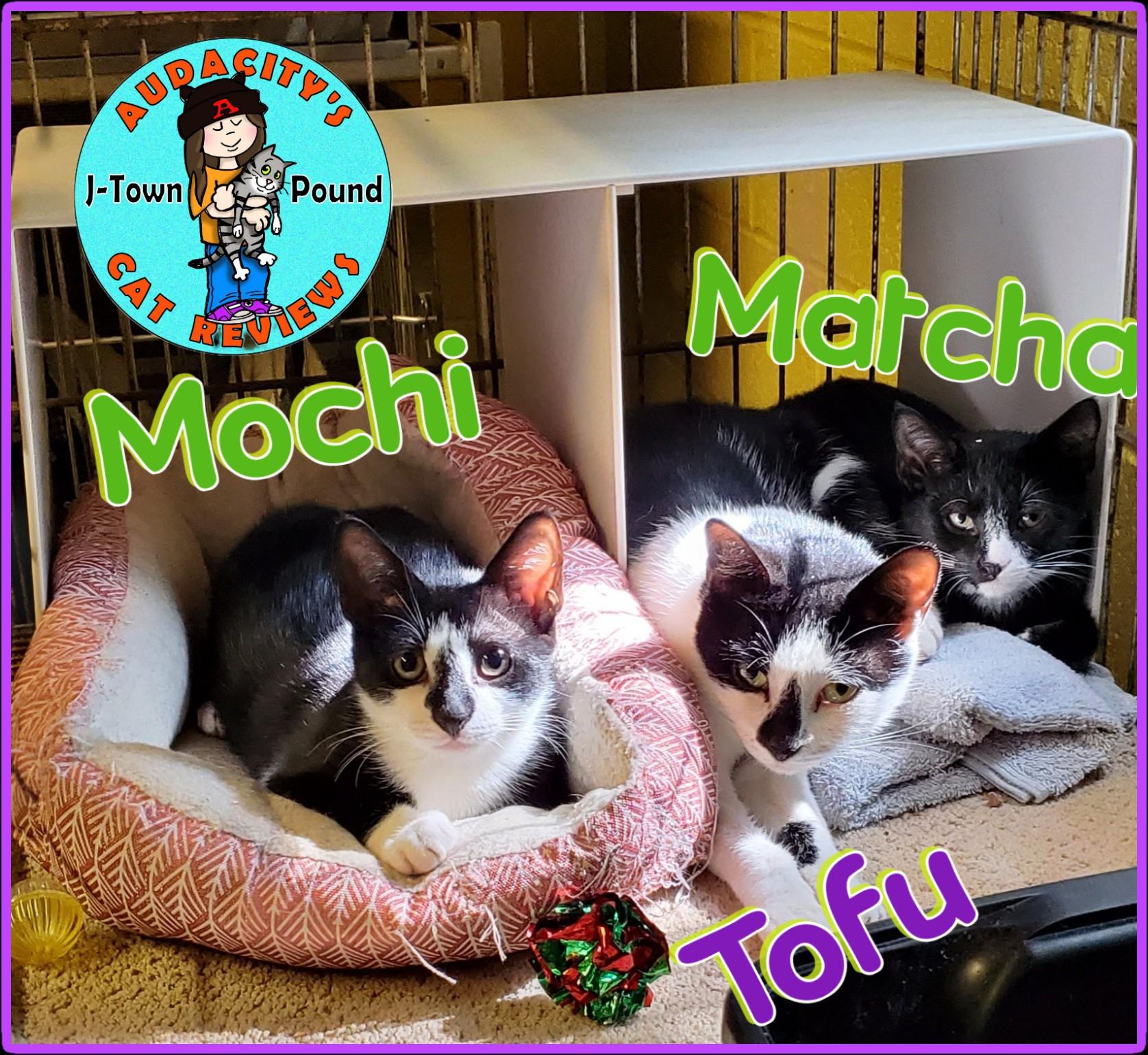 Tofu & Matcha, Adoptable, Young Male Domestic Short Hair.