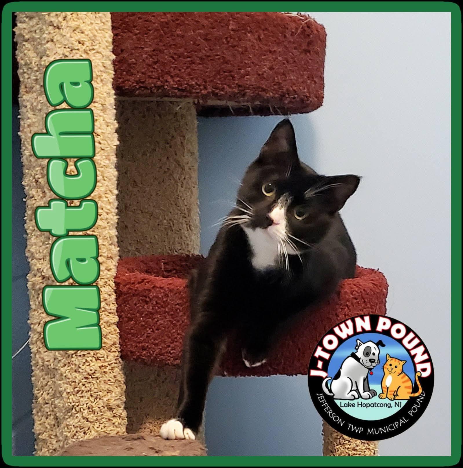 Matcha, gentle cat buddy, a Adoptable Domestic Short Hair in Lake Hopatcong, NJ image 1/6