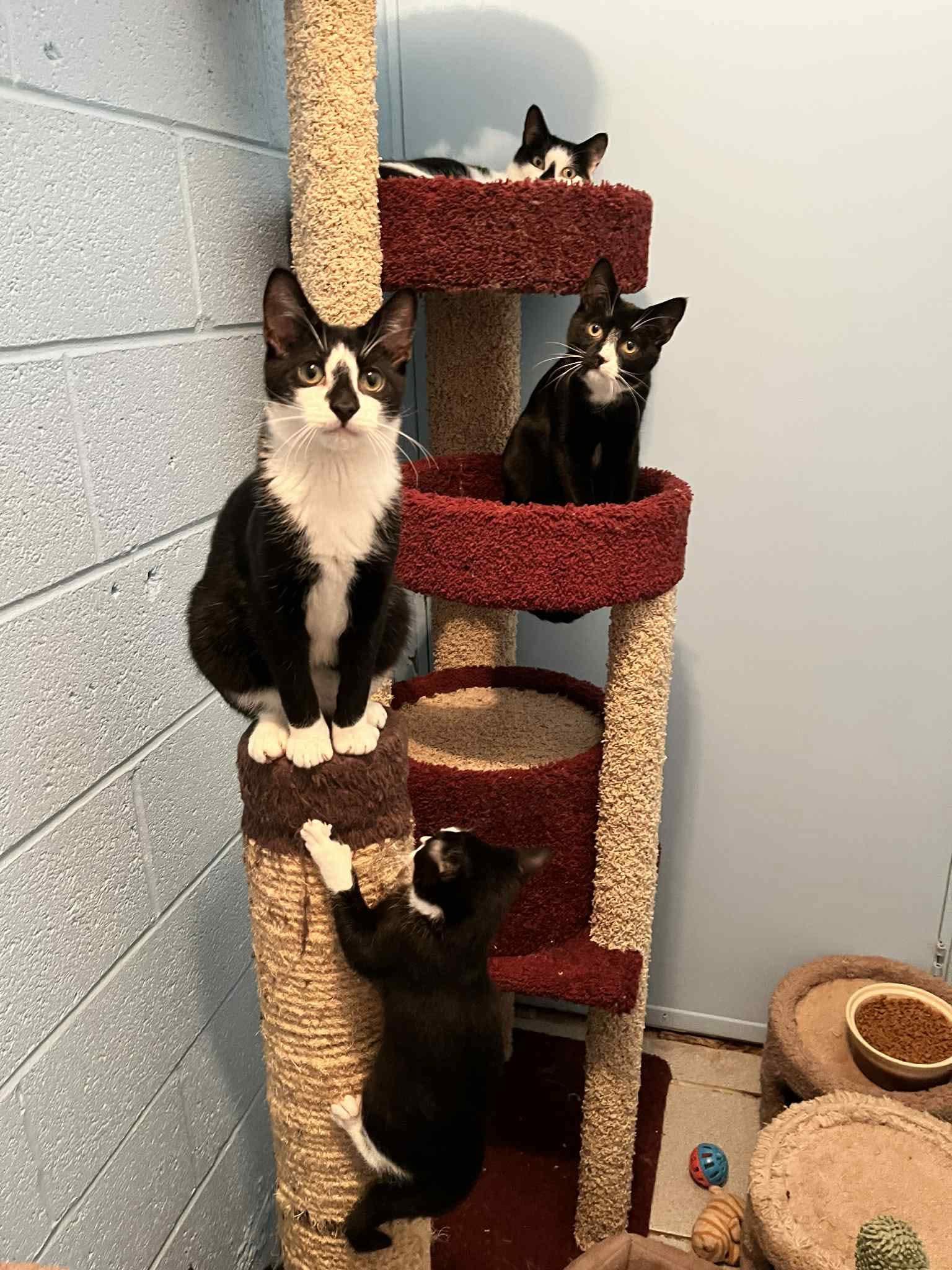 Matcha, gentle cat buddy, a Adoptable Domestic Short Hair in Lake Hopatcong, NJ image 6/6