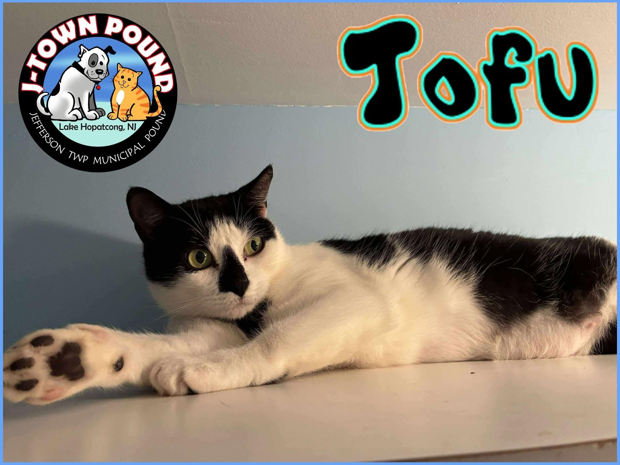 Tofu & Matcha, a Adoptable Domestic Short Hair in Lake Hopatcong, NJ image 4/5