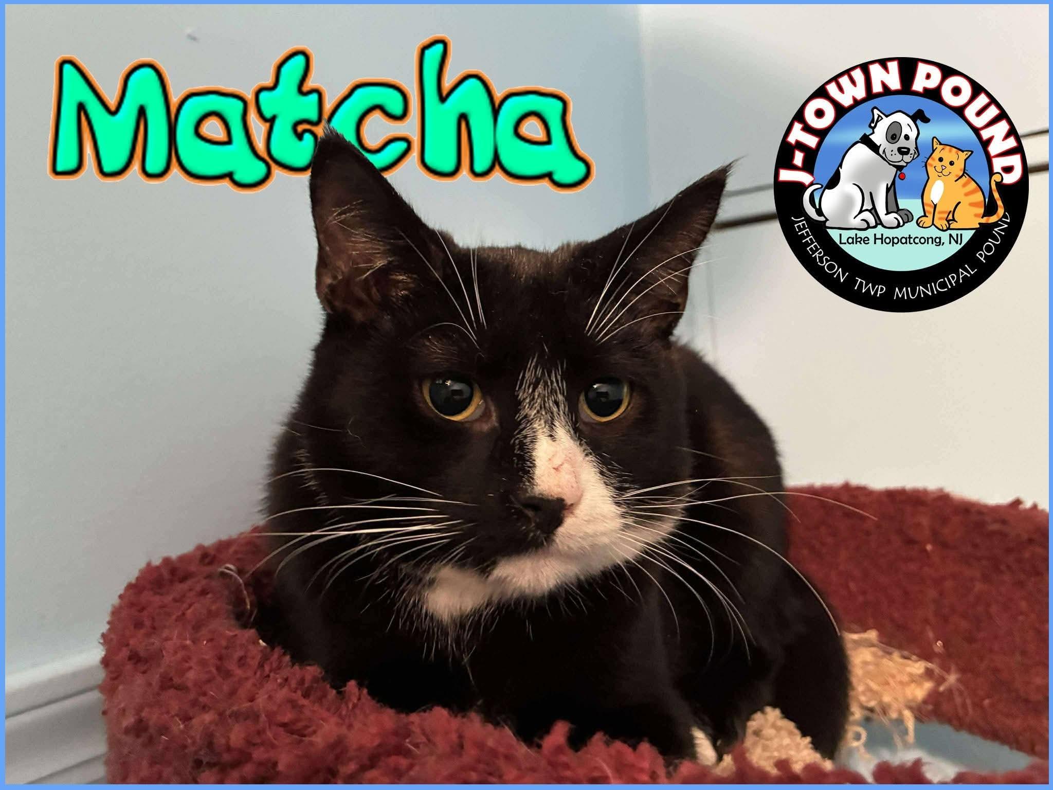 Tofu & Matcha, a Adoptable Domestic Short Hair in Lake Hopatcong, NJ image 5/5