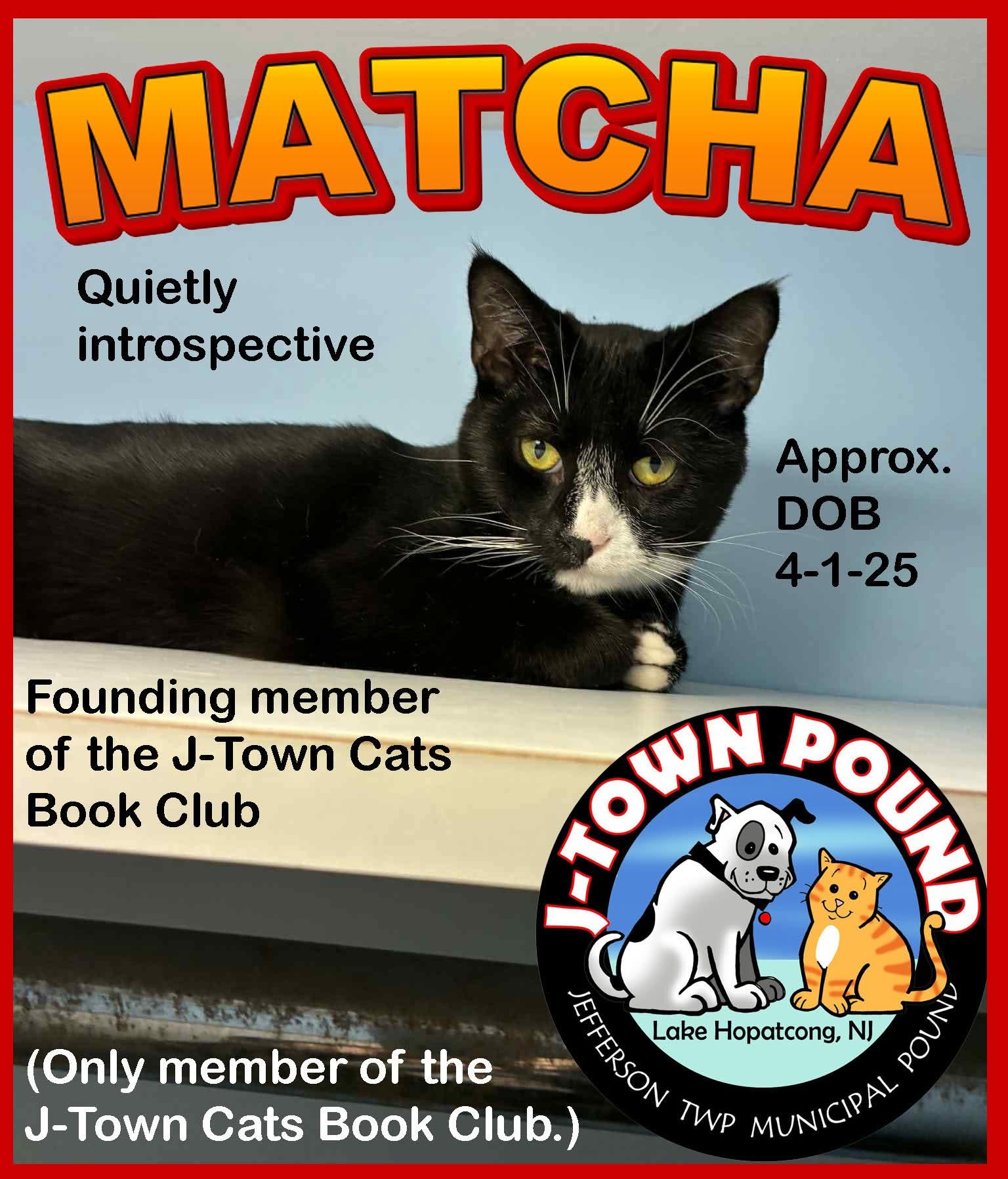 Matcha, gentle cat buddy, a Adoptable Domestic Short Hair in Lake Hopatcong, NJ image 5/6