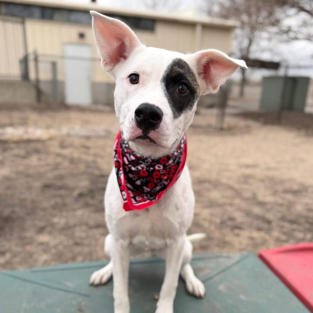 Jaeger Bomb, Adoptable, Young Male Mixed Breed.