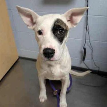 Enlarge Jaeger Bomb, a Adoptable mixed breed in DeKalb, IL image 2/5