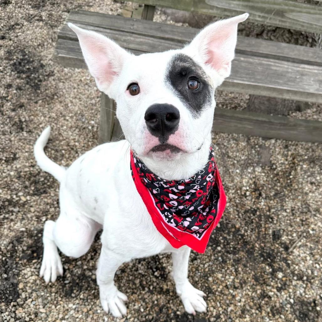 Enlarge Jaeger Bomb, a Adoptable mixed breed in DeKalb, IL image 3/5