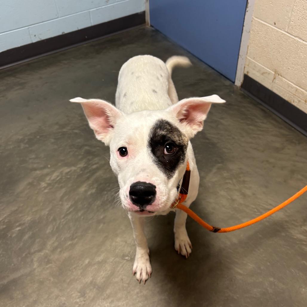 Enlarge Jaeger Bomb, a Adoptable mixed breed in DeKalb, IL image 5/5