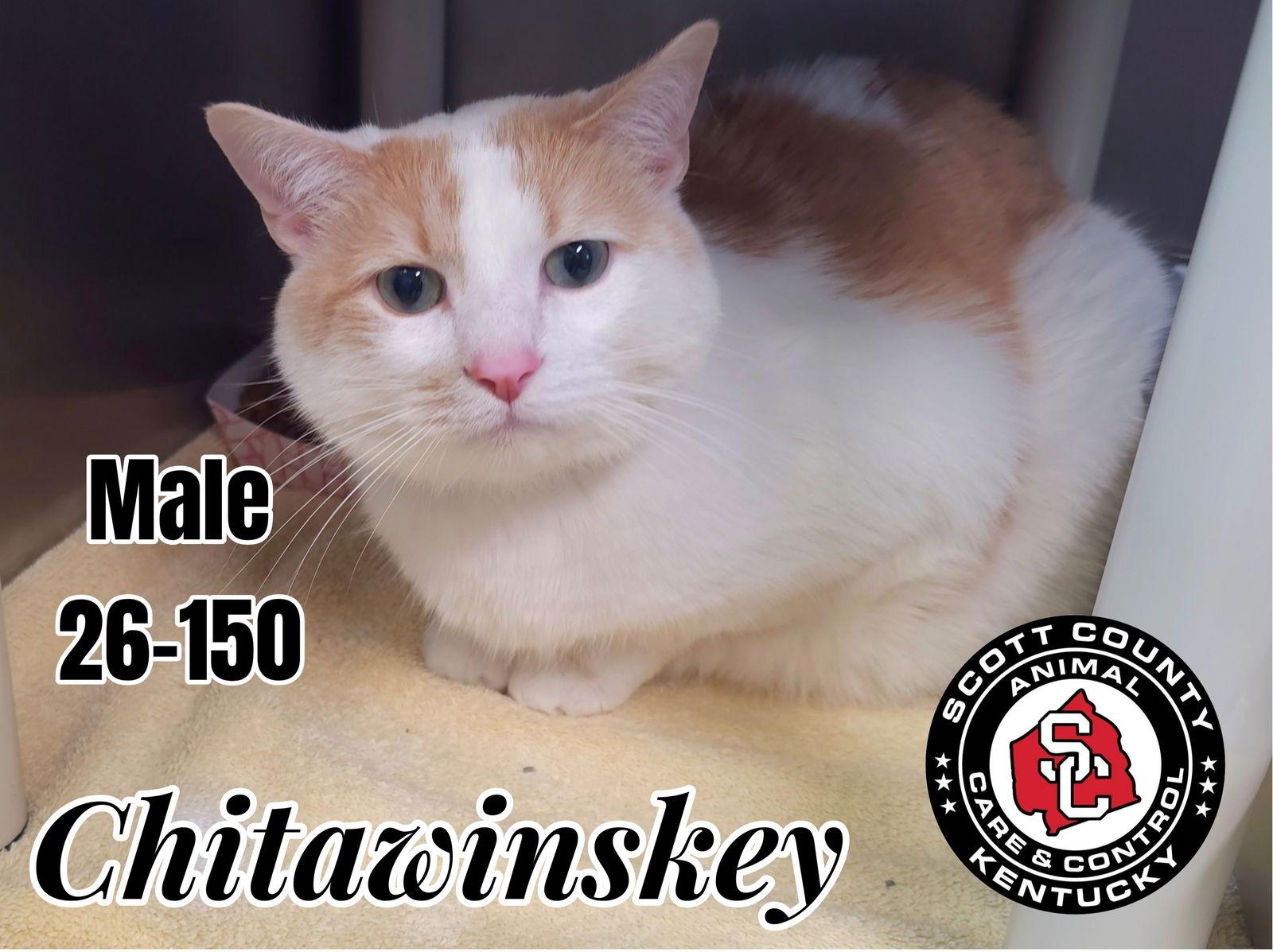 Chitawinskey, Adoptable, Adult Male Domestic Short Hair.