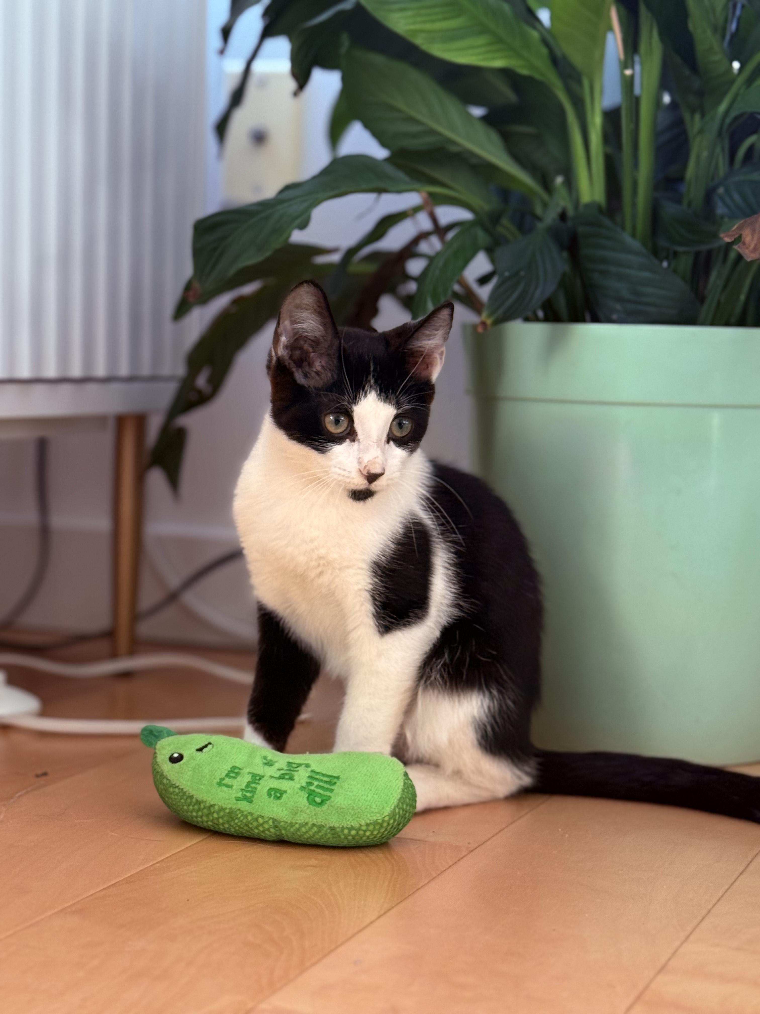 Enlarge Chip, a Adoptable mixed breed in New York, NY image 3/5