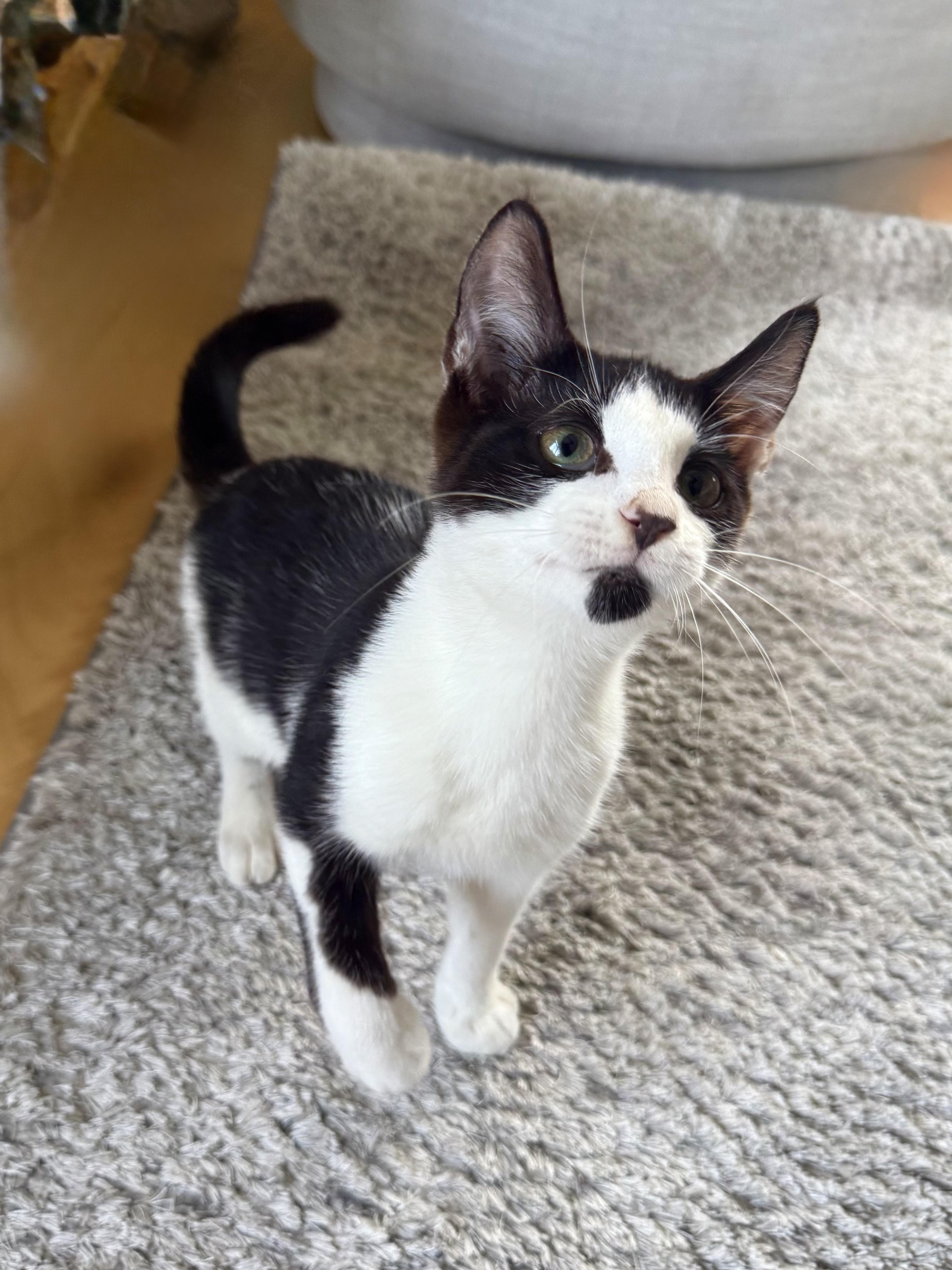 Enlarge Chip, a Adoptable mixed breed in New York, NY image 2/5