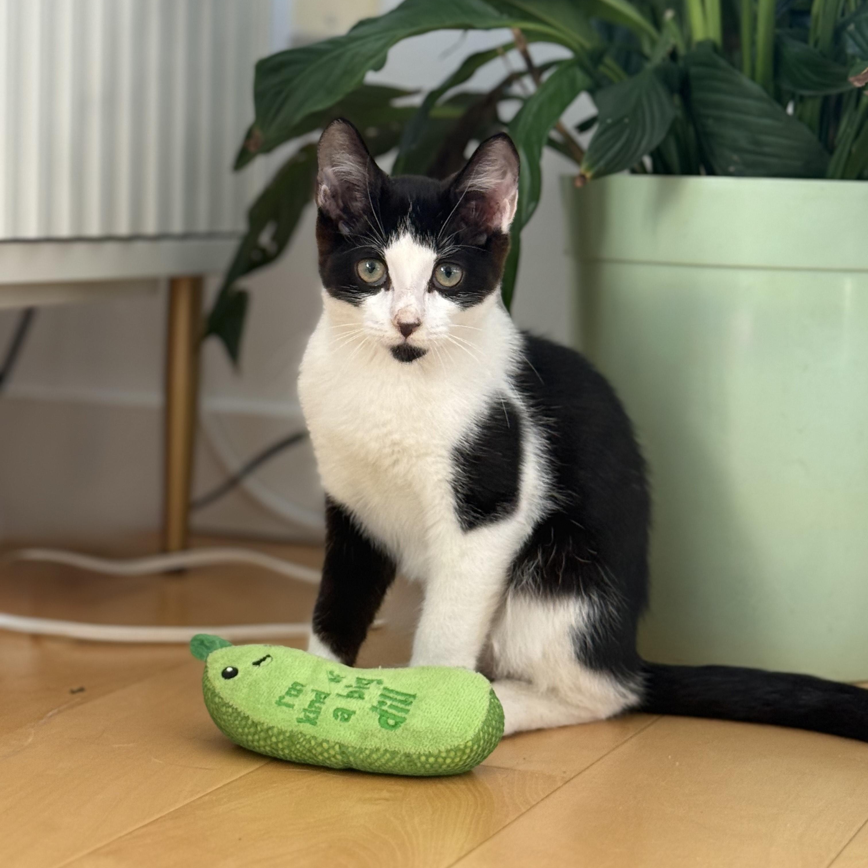 Chip, Adoptable, Kitten Male Domestic Short Hair.