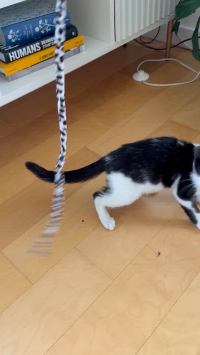 Enlarge Chip, a Adoptable mixed breed in New York, NY video 5/5