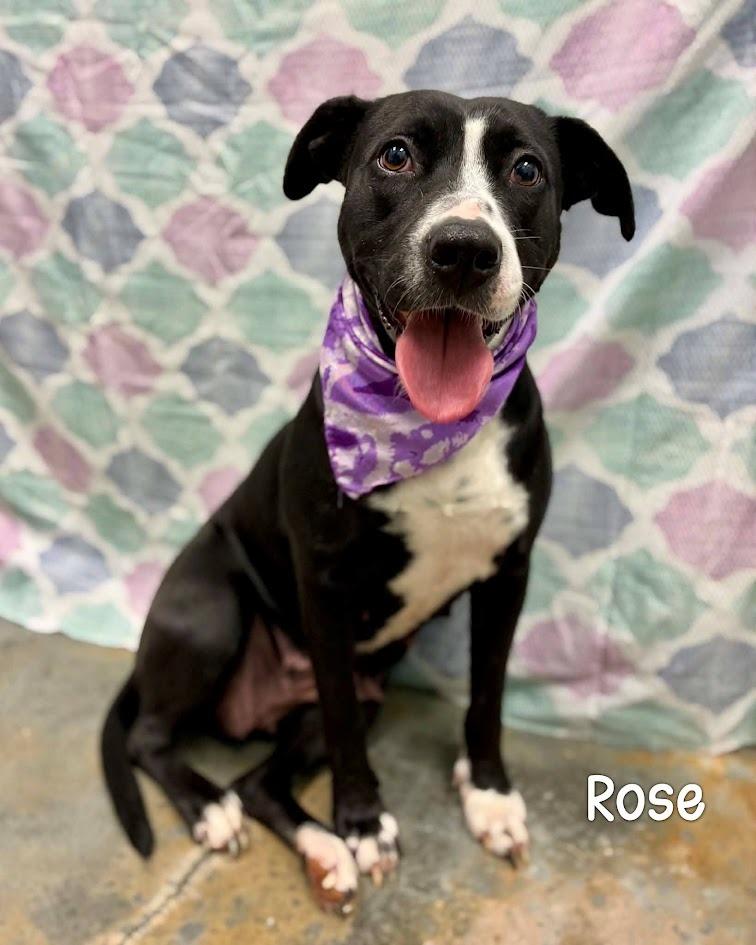 Rose, Adoptable, Young Female Pit Bull Terrier.