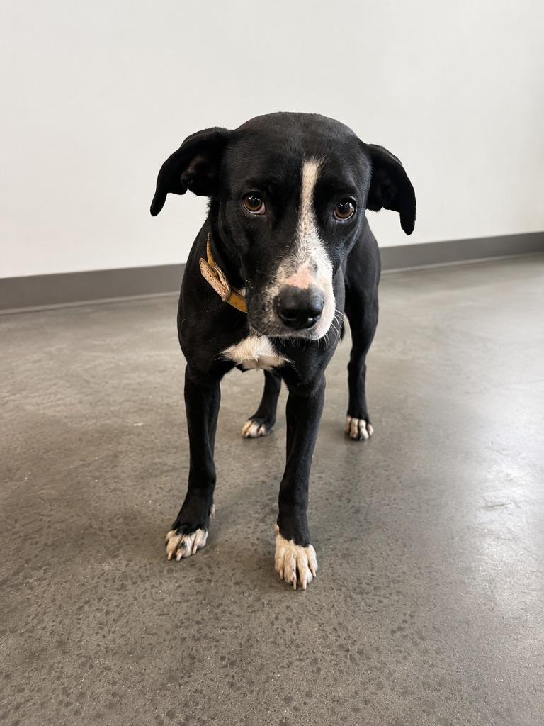 Rose, Adoptable, Young Female Pit Bull Terrier.