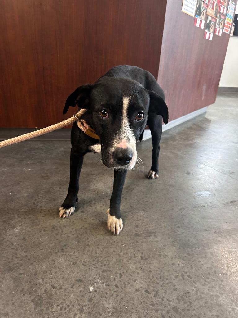 Rose, a Adoptable Pit Bull Terrier in Gautier, MS image 2/2