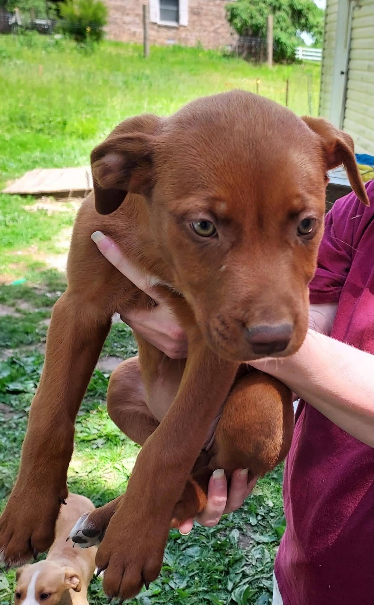 Enlarge Madame Muddypaws Moriarty, an adopted mixed breed in Plainfield, IN image 2/2