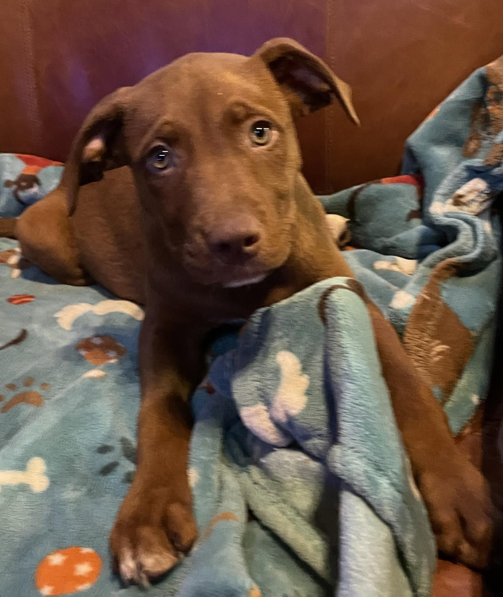 Madame Muddypaws Moriarty, adopted, Puppy Female Mixed Breed.