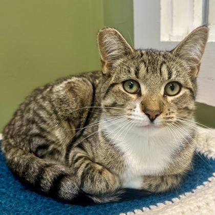 Collis, Adoptable, Adult Female Domestic Short Hair & Domestic Short Hair.