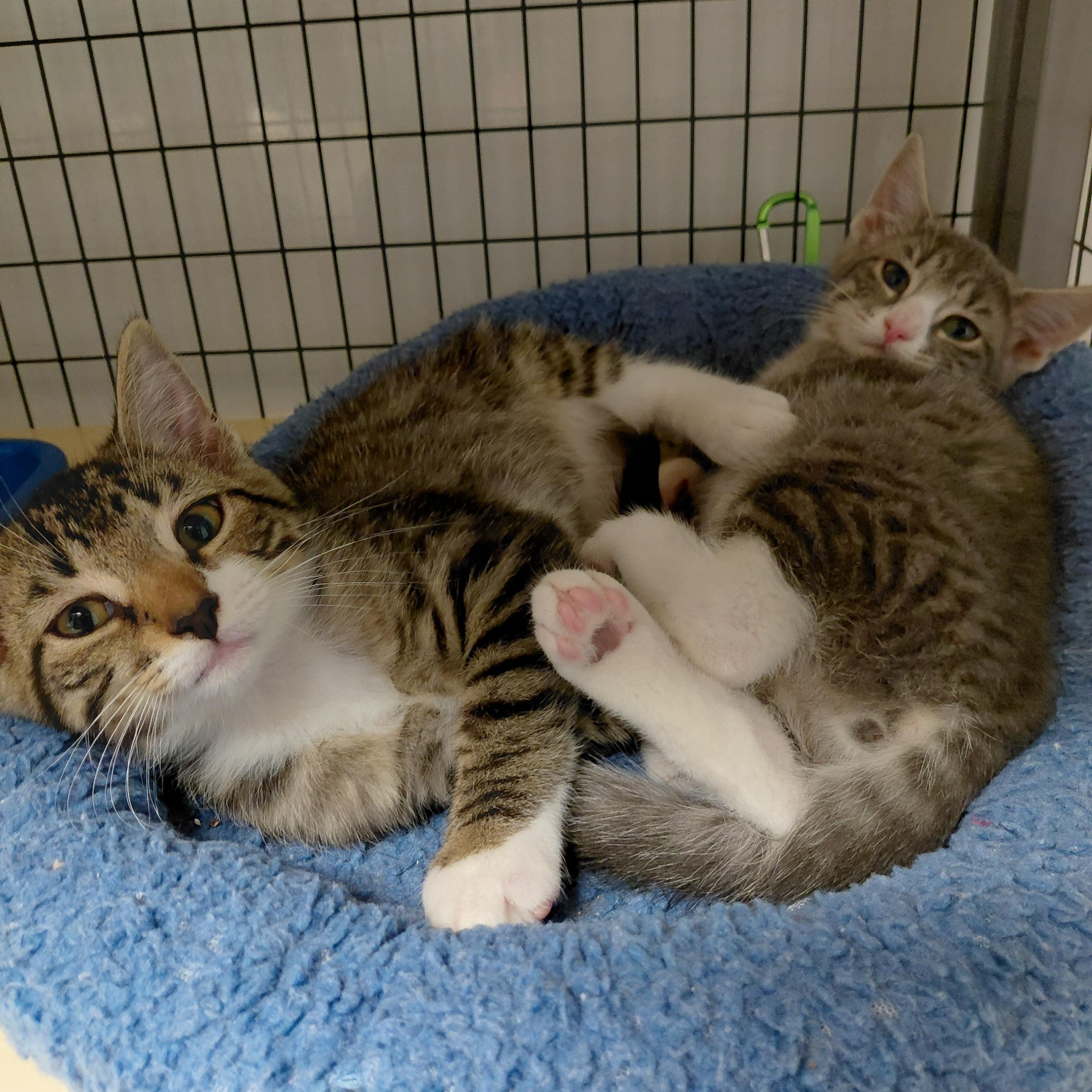 Enlarge Peter and Wendy (BONDED), a ADOPTABLE Domestic Short Hair in Littleton, NH image 4/5