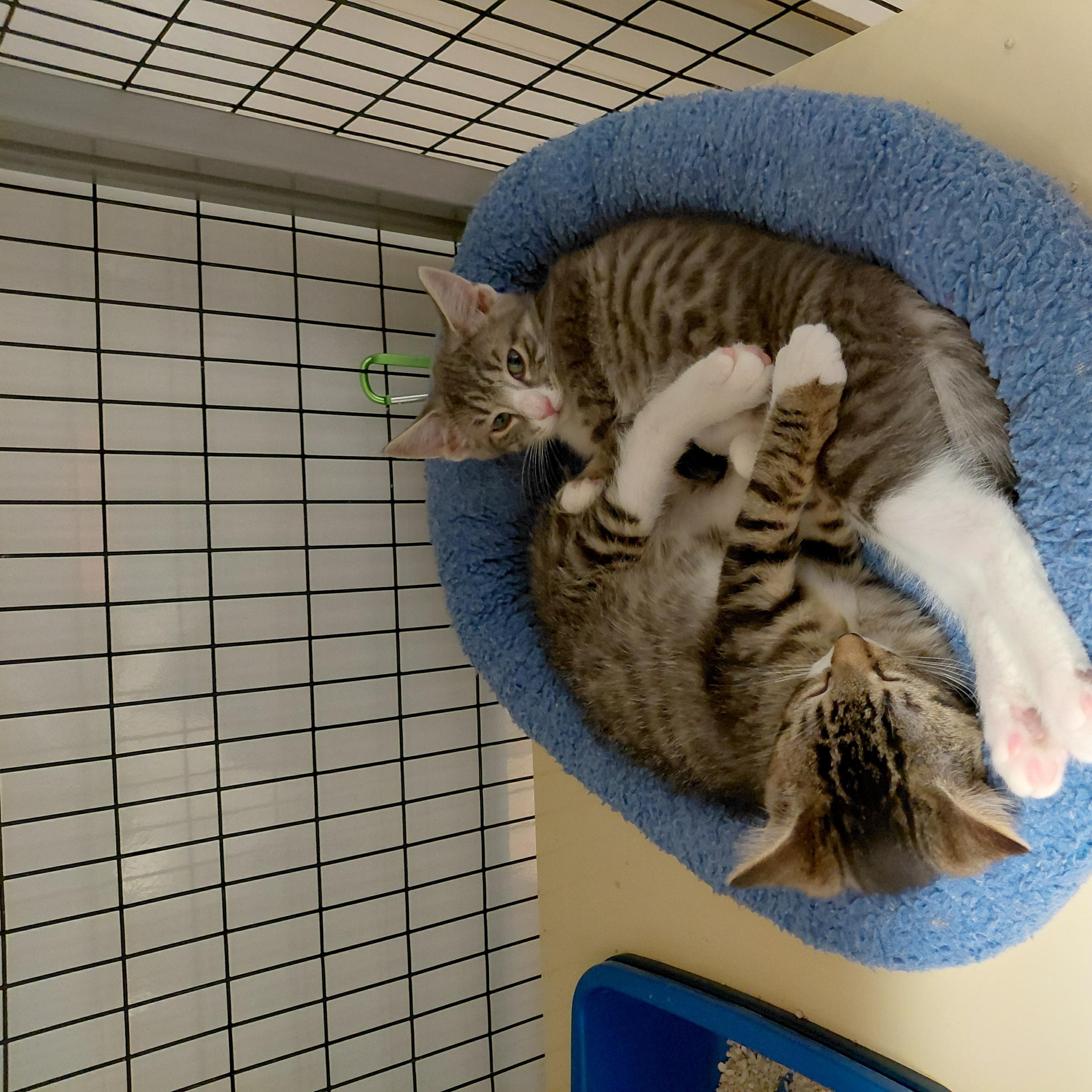 Enlarge Peter and Wendy (BONDED), a ADOPTABLE Domestic Short Hair in Littleton, NH image 5/5
