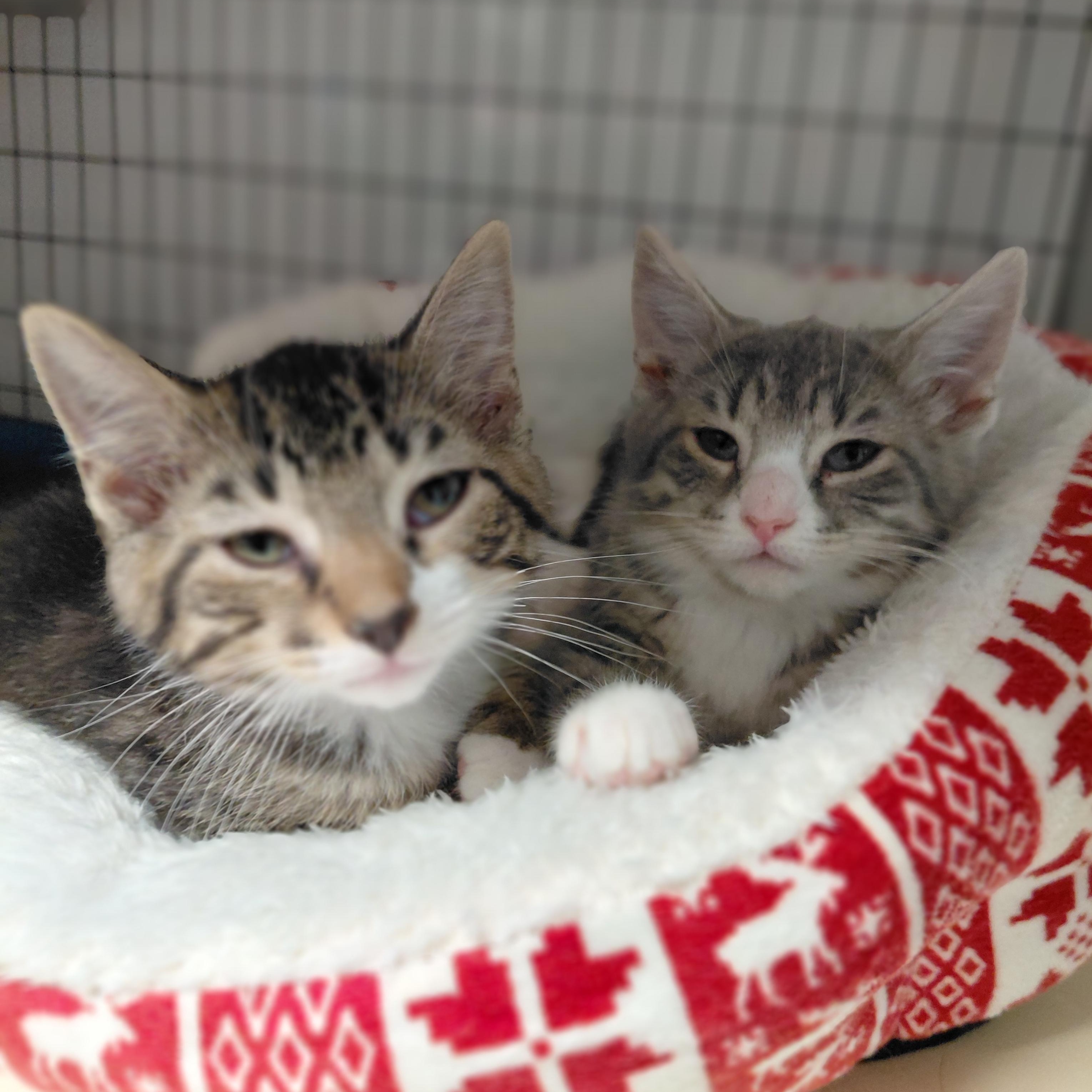 Enlarge Peter and Wendy (BONDED), a ADOPTABLE Domestic Short Hair in Littleton, NH image 3/5
