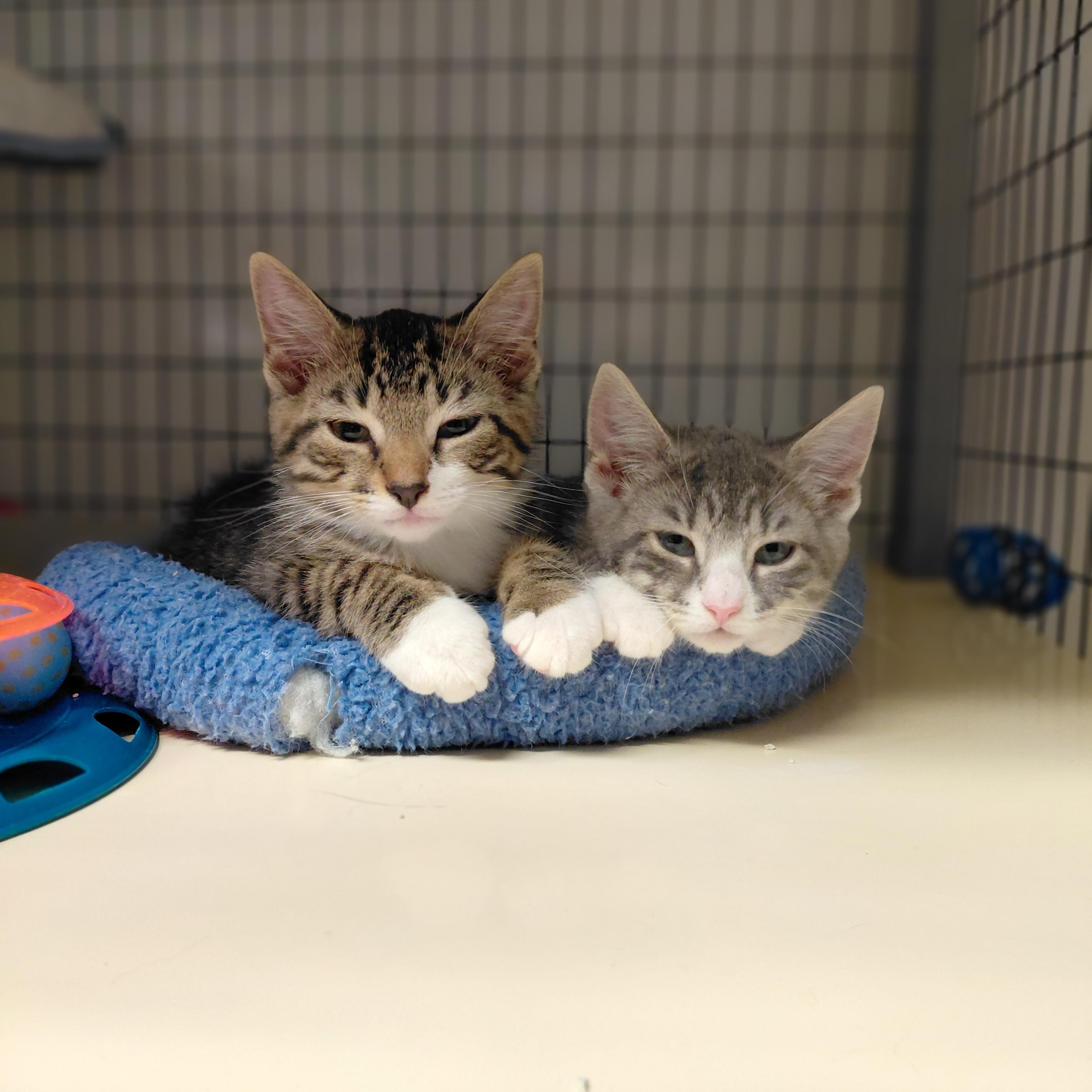 Enlarge Peter and Wendy (BONDED), a ADOPTABLE Domestic Short Hair in Littleton, NH image 2/5