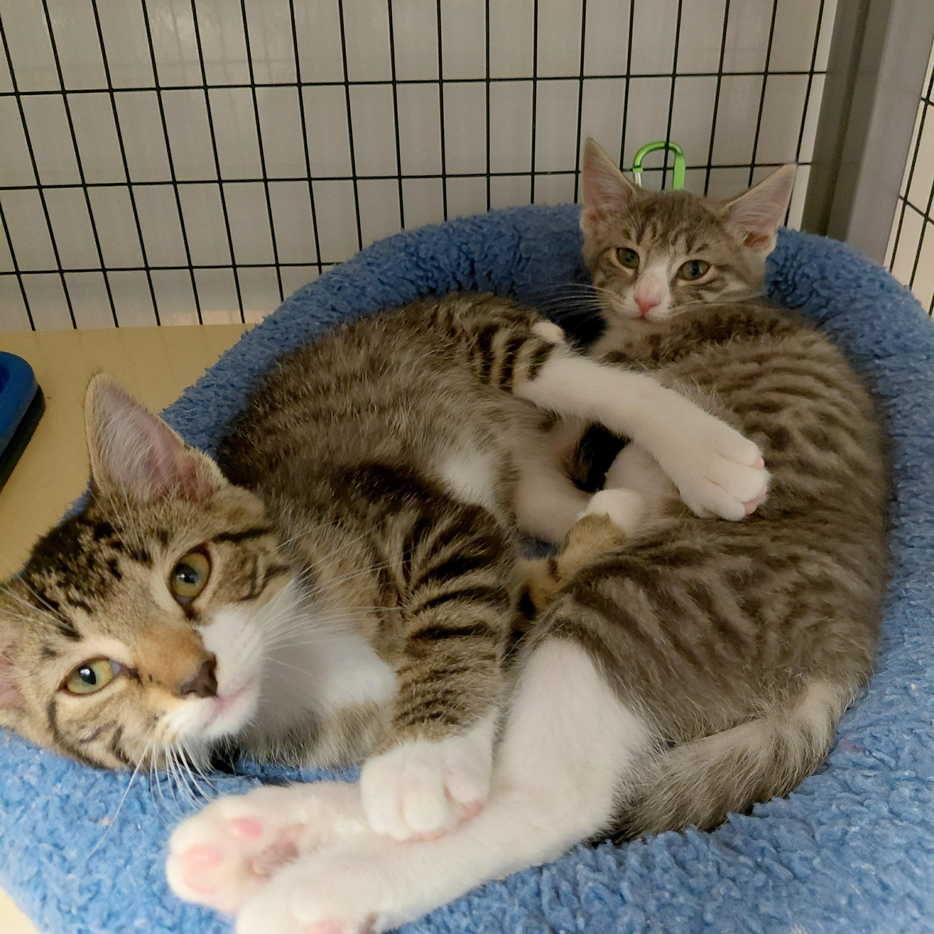 Peter and Wendy (BONDED), ADOPTABLE, Kitten Female Domestic Short Hair.