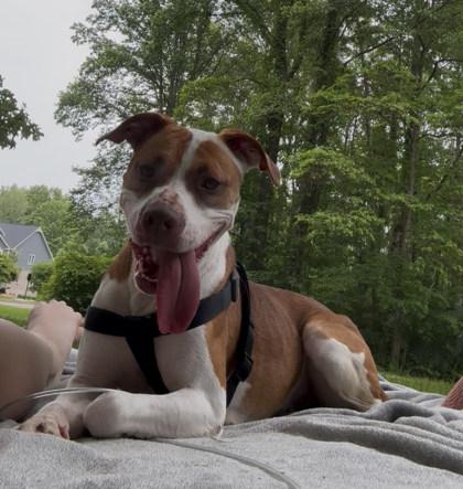 Marla, a Adoptable mixed breed in Columbus, IN image 3/3