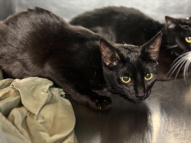 TAN LINE, Adoptable, Young Female Domestic Short Hair & Domestic Short Hair.