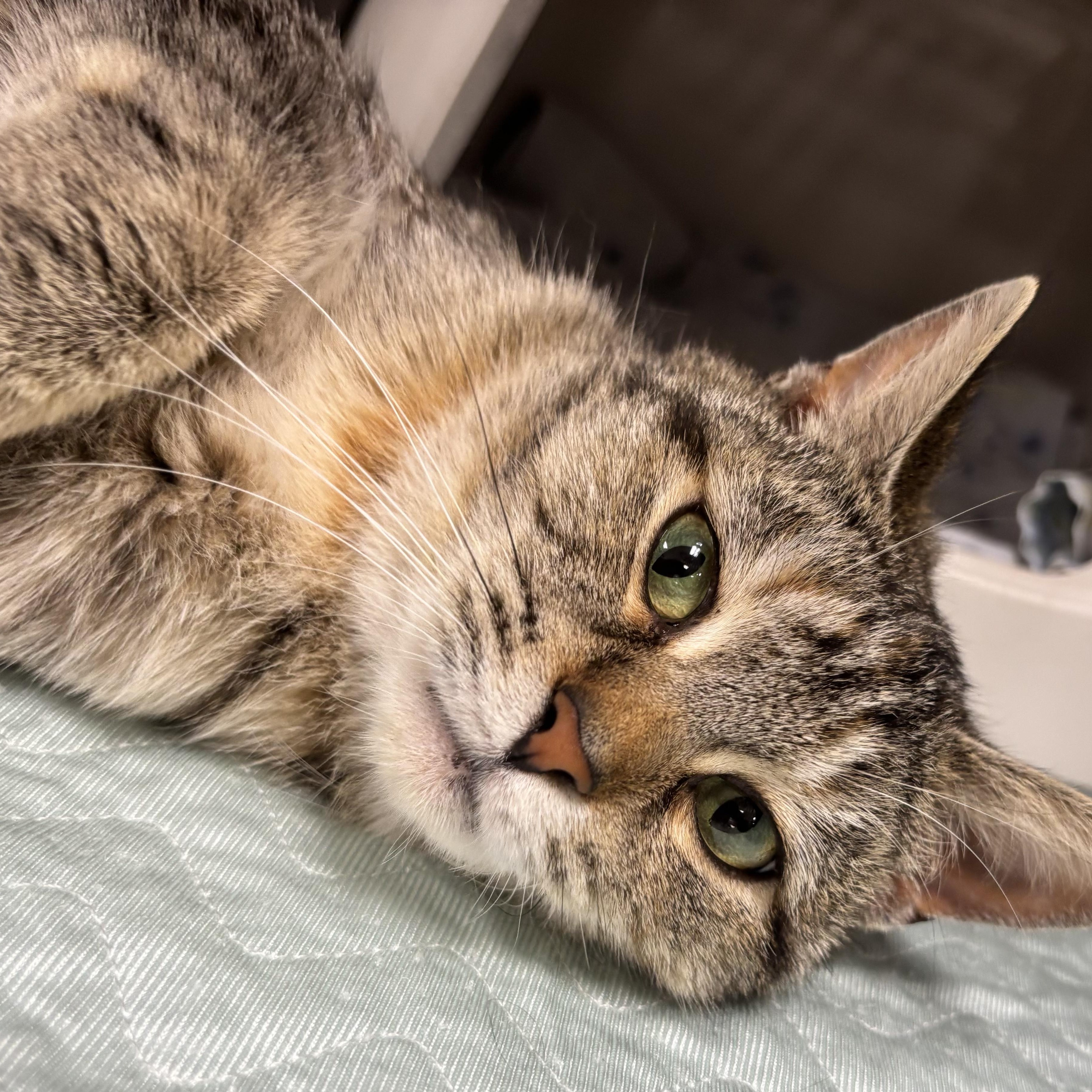 Enlarge MATILDA, a Adoptable mixed breed in Ashland, OH image 3/3