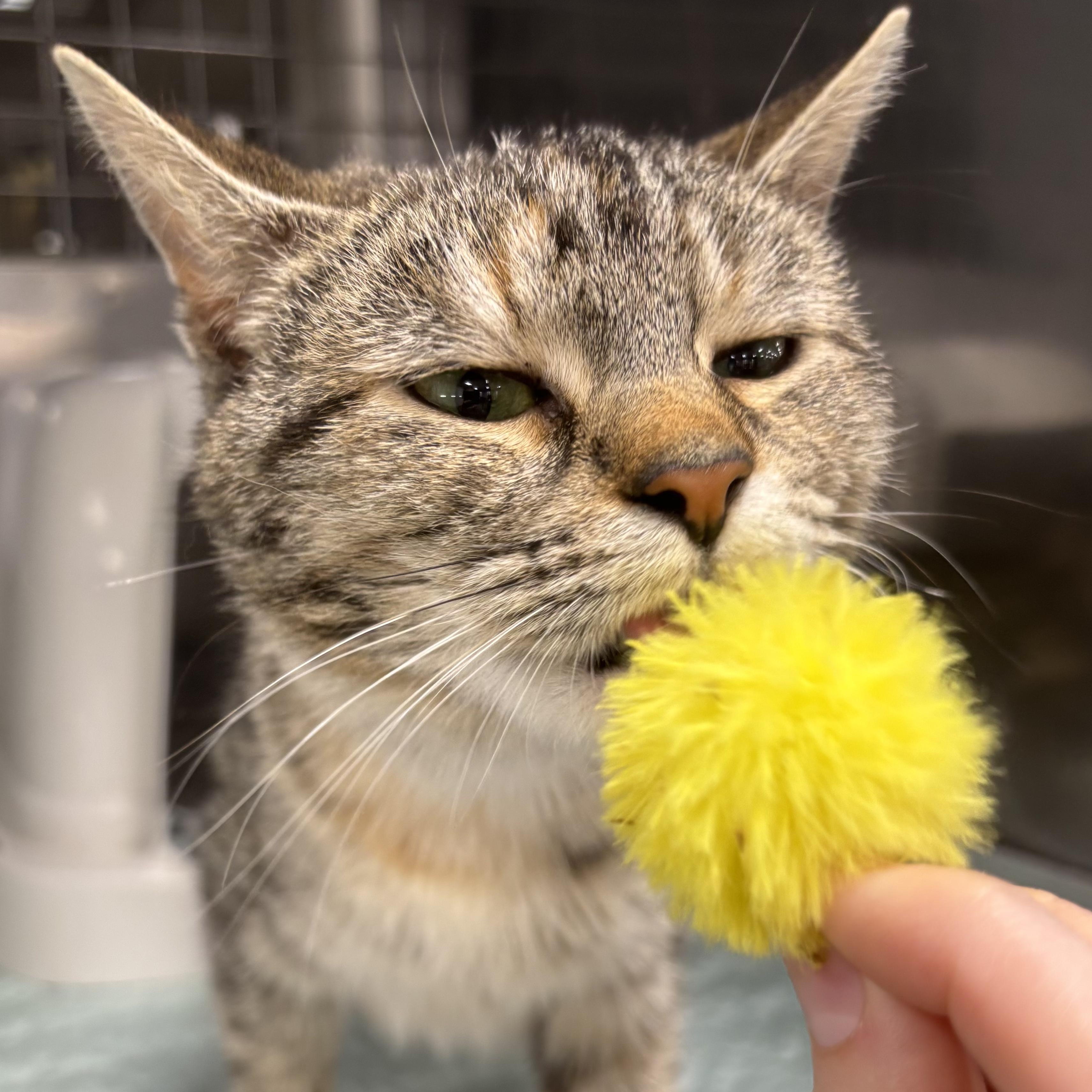 Enlarge MATILDA, a Adoptable mixed breed in Ashland, OH image 2/3