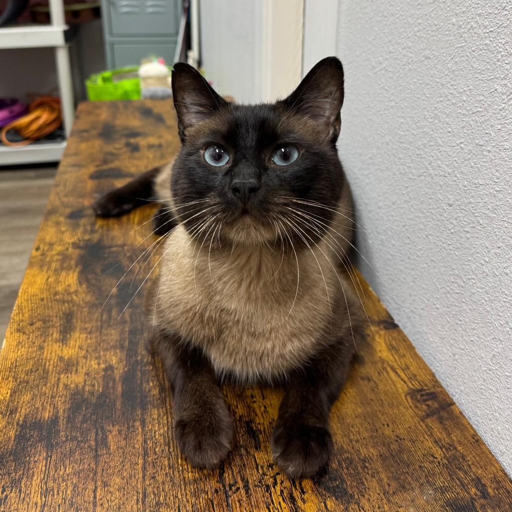 Enlarge Zach, a Adoptable Siamese in Port Angeles, WA image 1/6
