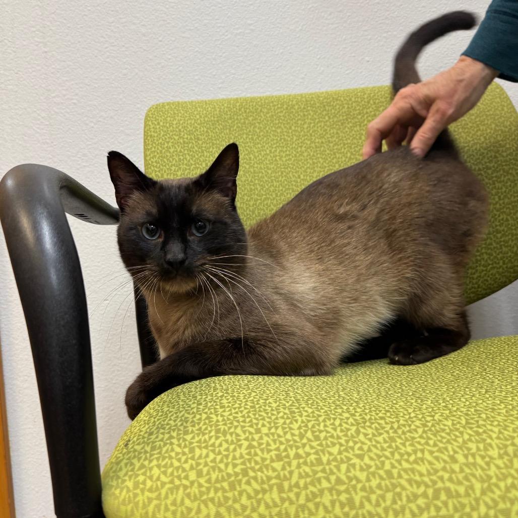 Enlarge Zach, a Adoptable Siamese in Port Angeles, WA image 2/6