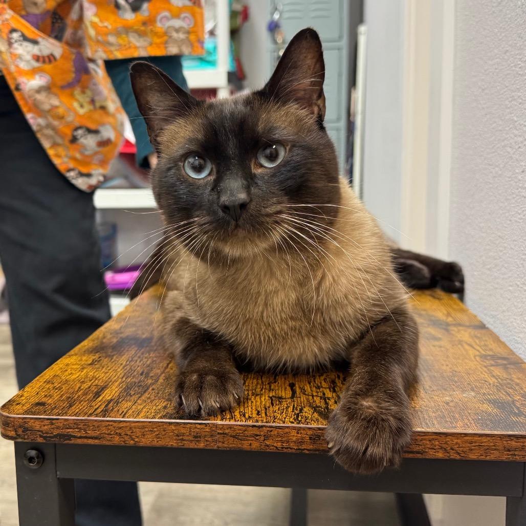 Enlarge Zach, a Adoptable Siamese in Port Angeles, WA image 3/6