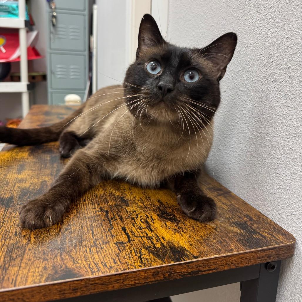 Enlarge Zach, a Adoptable Siamese in Port Angeles, WA image 4/6