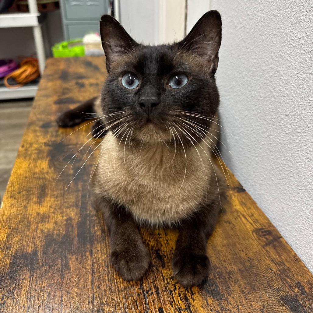 Enlarge Zach, a Adoptable Siamese in Port Angeles, WA image 5/6