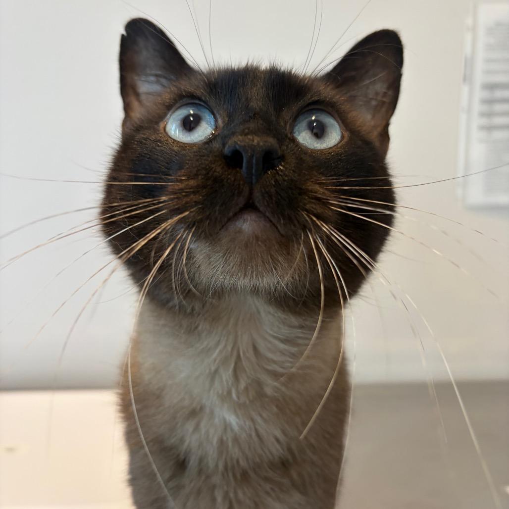 Enlarge Zach, a Adoptable Siamese in Port Angeles, WA image 1/3