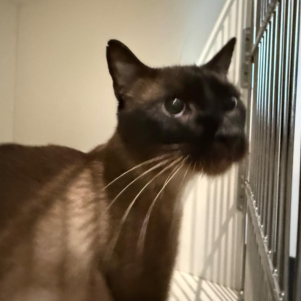 Enlarge Zach, a Adoptable Siamese in Port Angeles, WA image 2/3