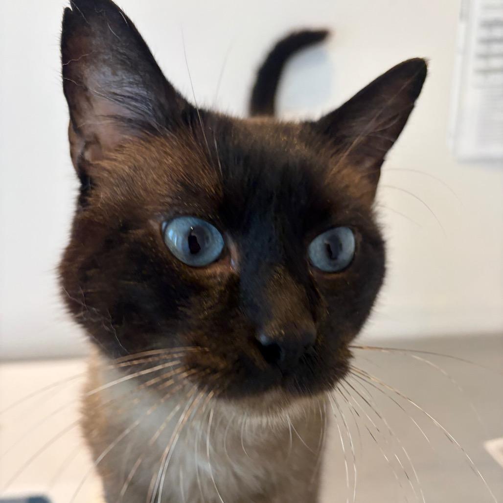 Enlarge Zach, a Adoptable Siamese in Port Angeles, WA image 3/3