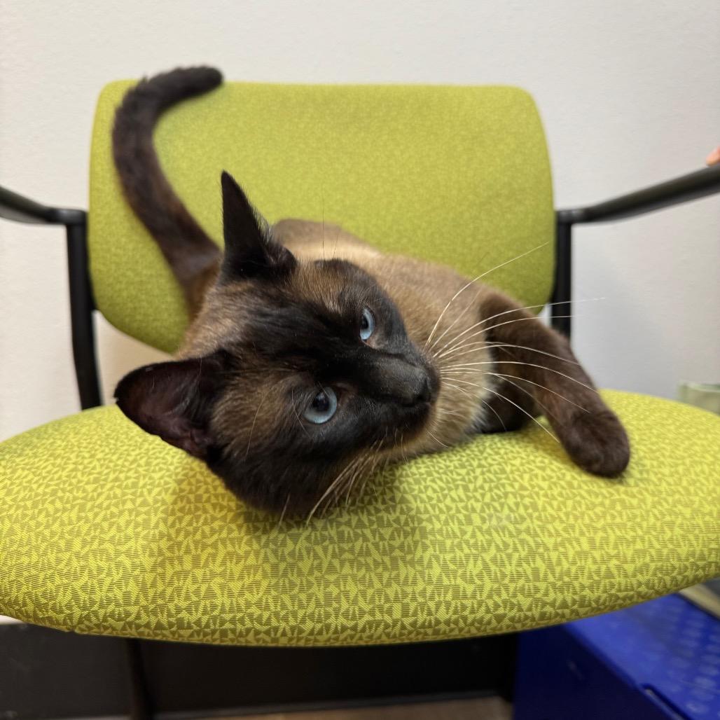 Enlarge Zach, a Adoptable Siamese in Port Angeles, WA image 6/6