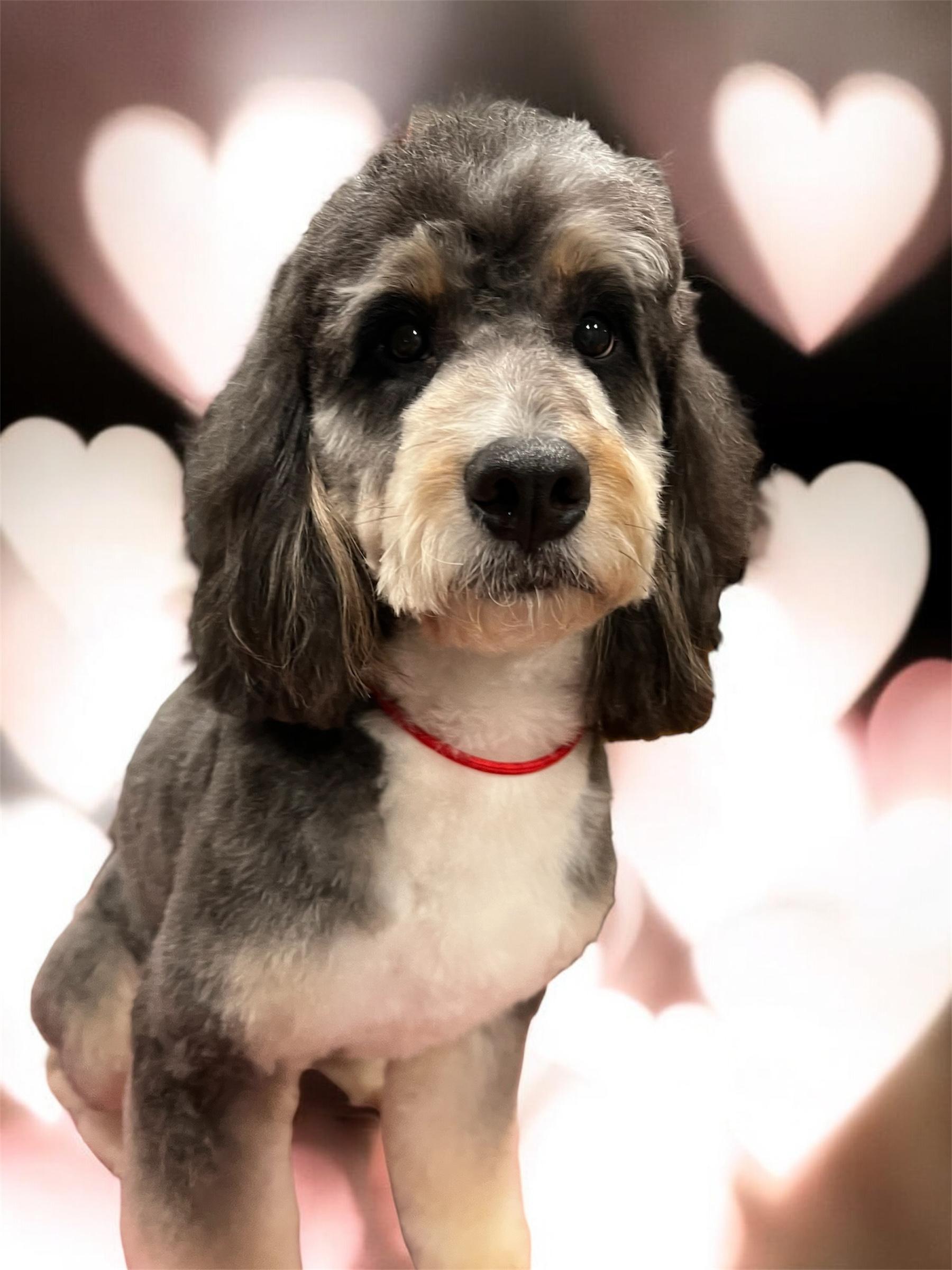 Bernie, an adopted Bernedoodle in richmond, ME image 1/6