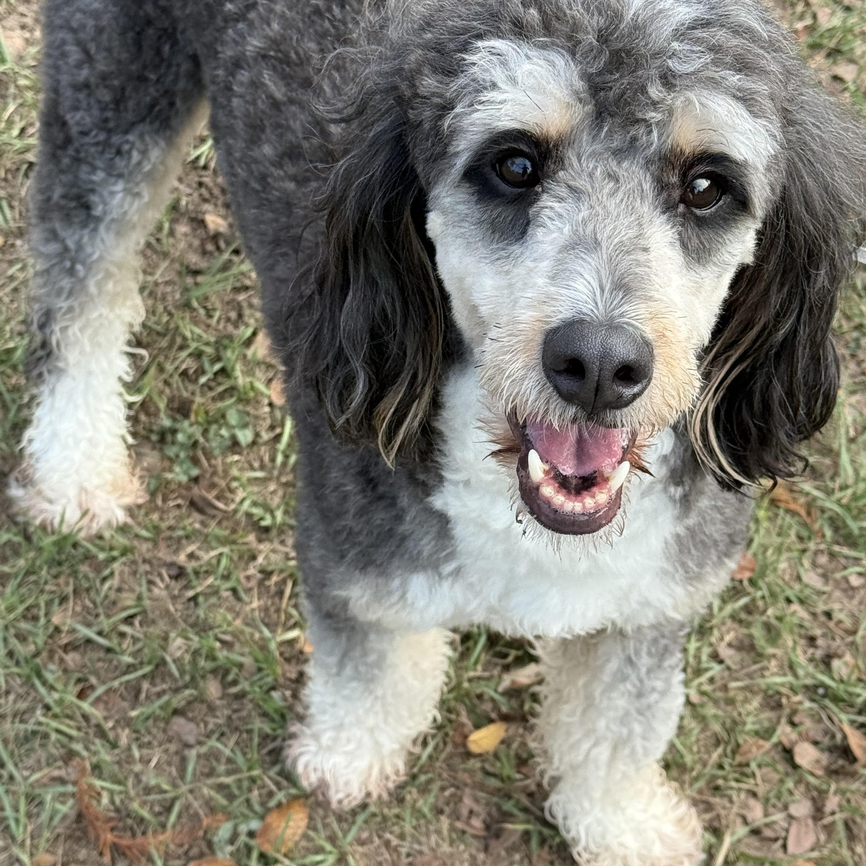 Enlarge Bernie, a ADOPTABLE Bernedoodle in richmond, ME image 2/6
