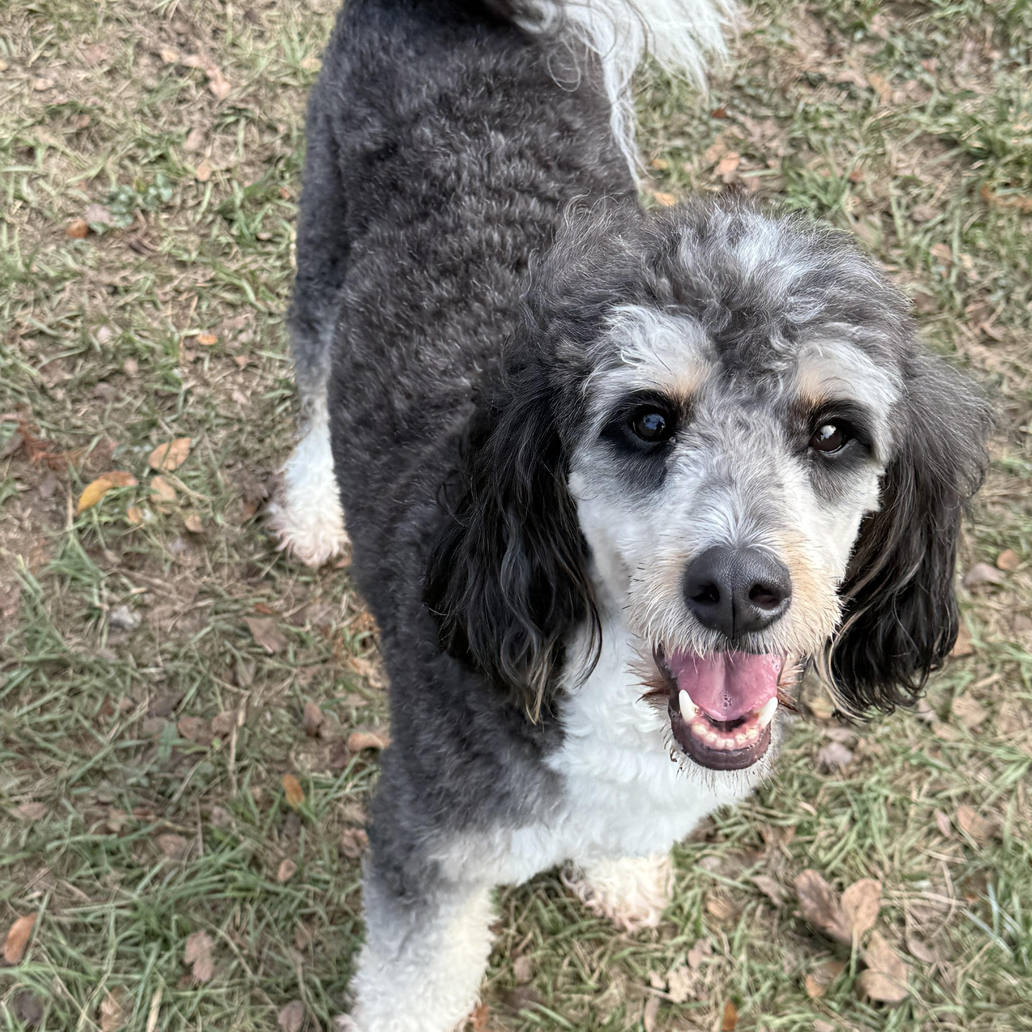 Enlarge Bernie, a ADOPTABLE Bernedoodle in richmond, ME image 6/6