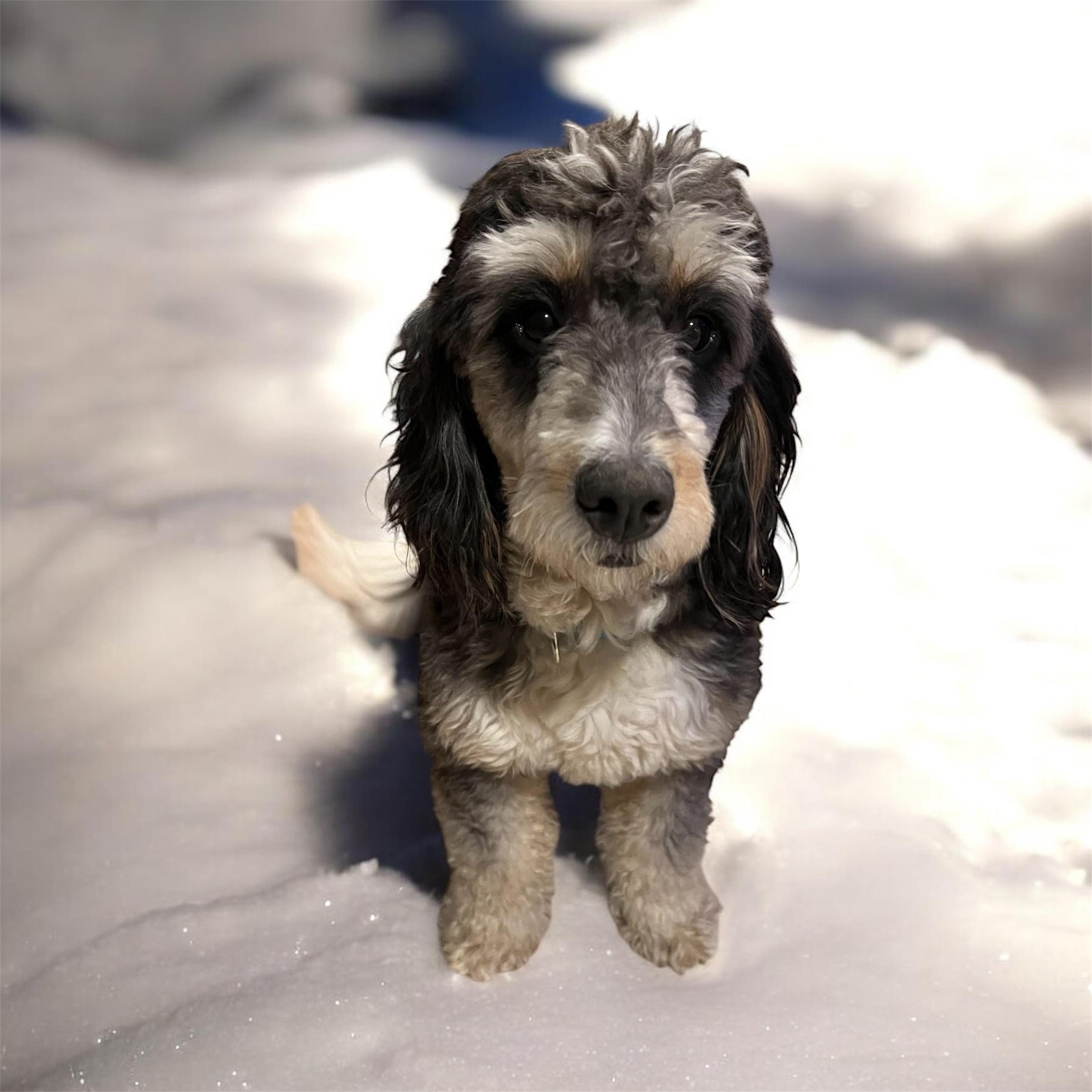 Enlarge Bernie, a ADOPTABLE Bernedoodle in richmond, ME image 4/6