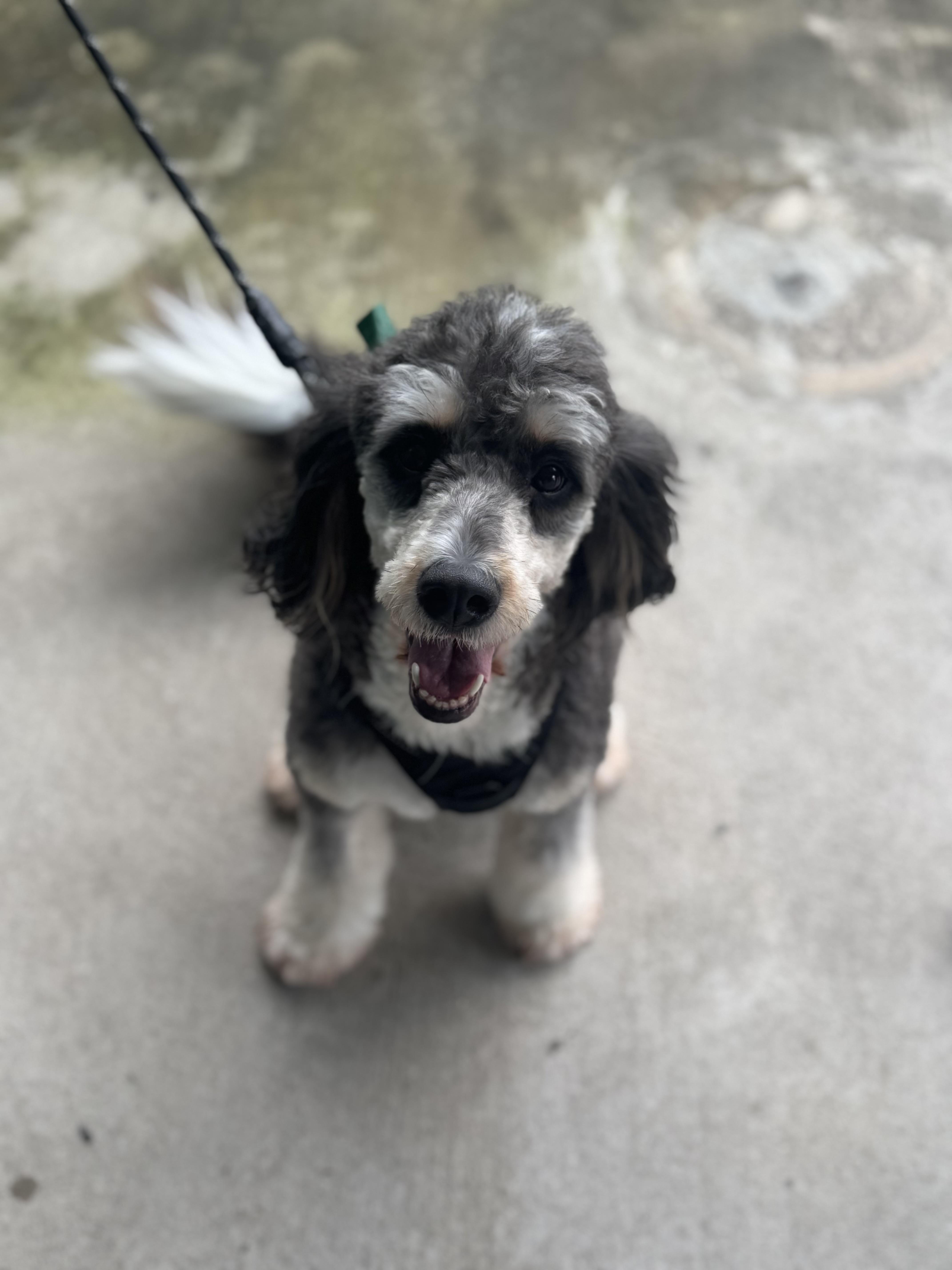 Enlarge Bernie, a ADOPTABLE Bernedoodle in richmond, ME image 1/6