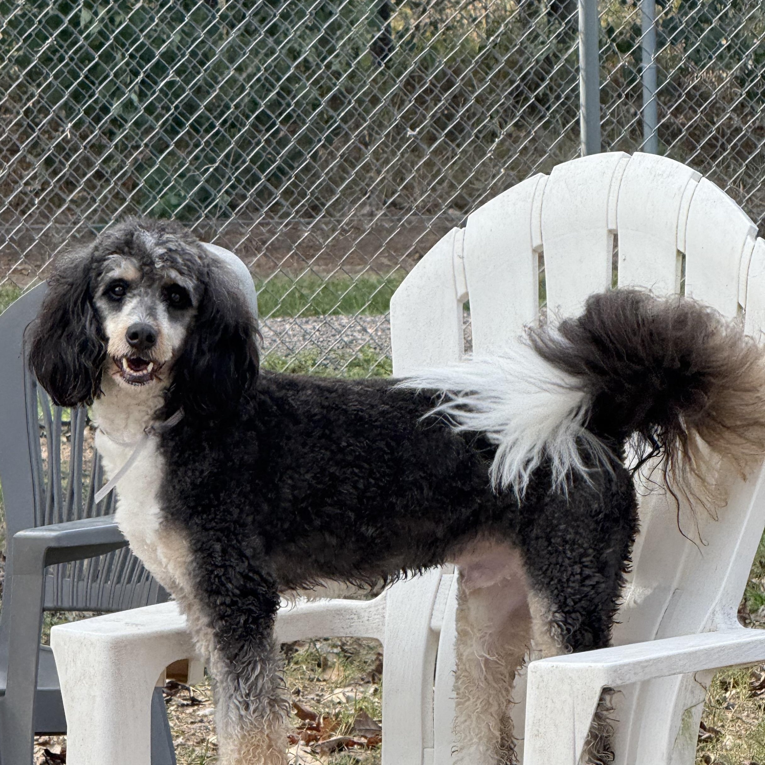 Enlarge Bernie, a ADOPTABLE Bernedoodle in richmond, ME image 5/6